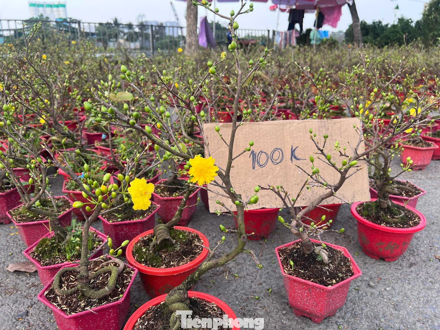 Chợ hoa xuân Bình Điền được mệnh danh là chợ hoa rẻ nhất Sài thành, bởi ở đây nhiều chậu hoa chỉ có giá 20.000 đồng. Những chậu mai mini hoa to vàng rực rỡ, tiểu thương để bảng giá 100.000 đồng, khách thoải mái lựa chọn. Khi người mua ngỏ ý muốn giảm thêm, người bán vui vẻ giảm tiếp 10.000 - 20.000 đồng/chậu.