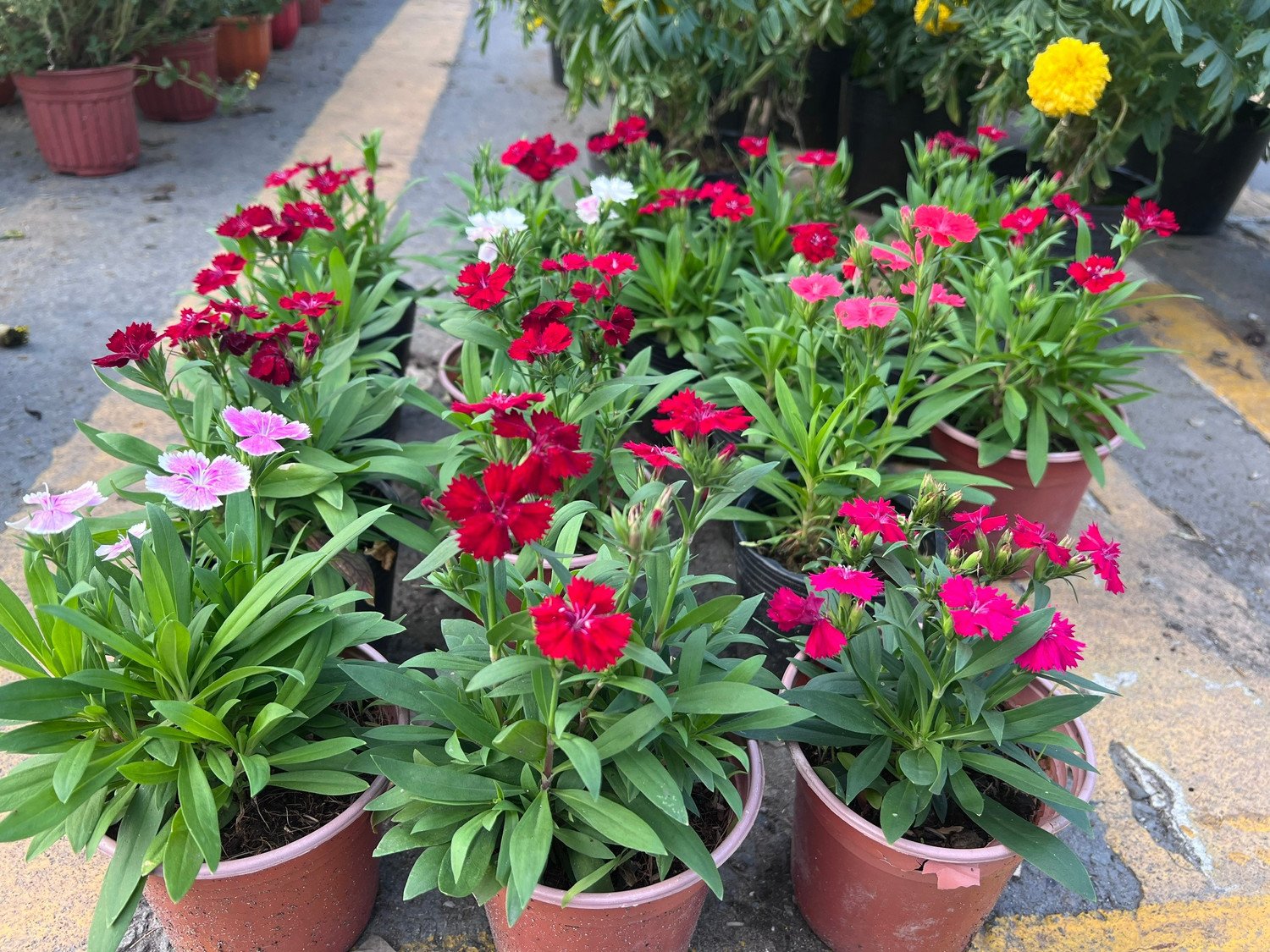 Giá rẻ khó tin: Hoa Tết chỉ 20.000 đồng/chậu ở TPHCM - 15