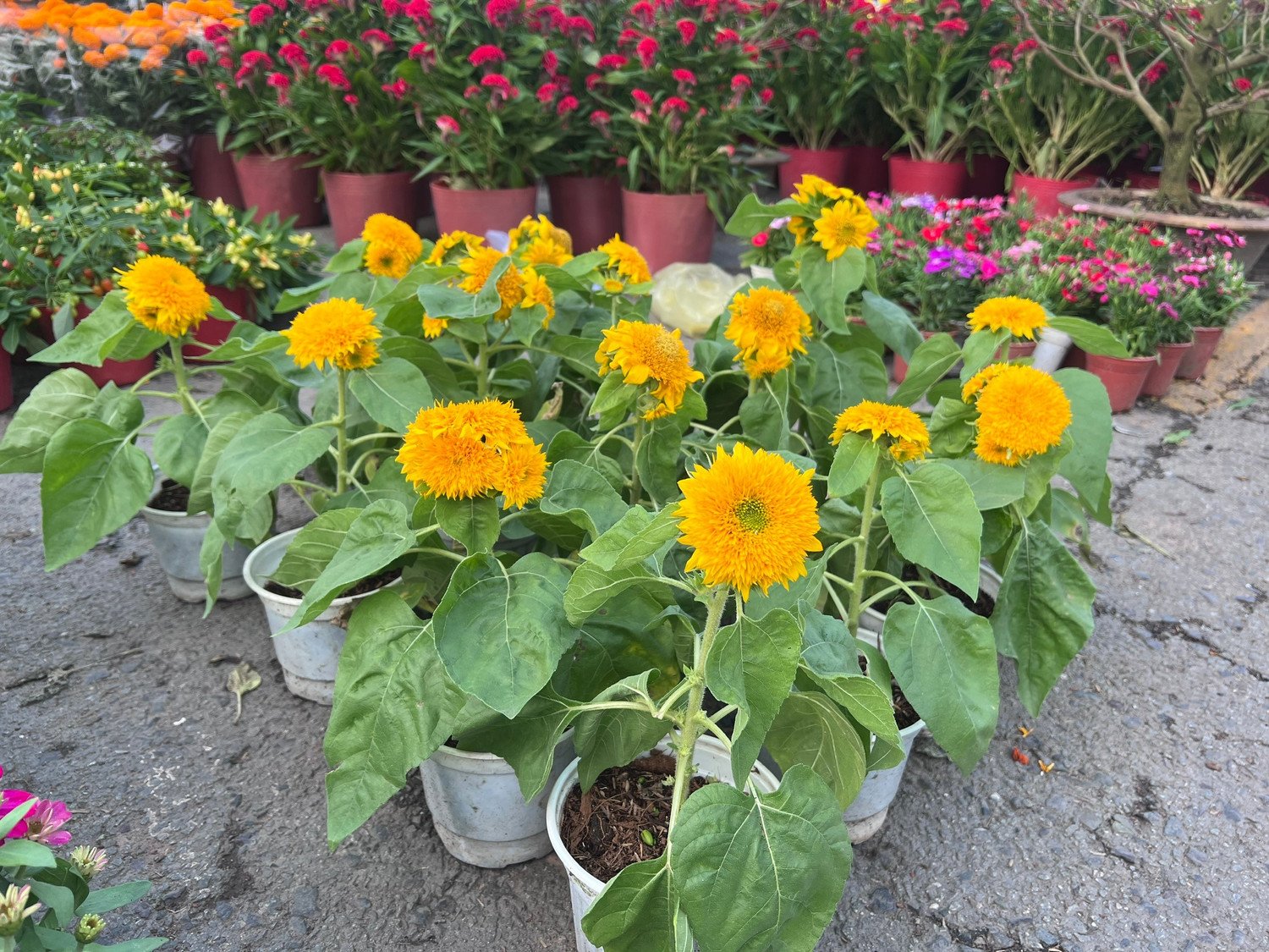 Giá rẻ khó tin: Hoa Tết chỉ 20.000 đồng/chậu ở TPHCM - 16