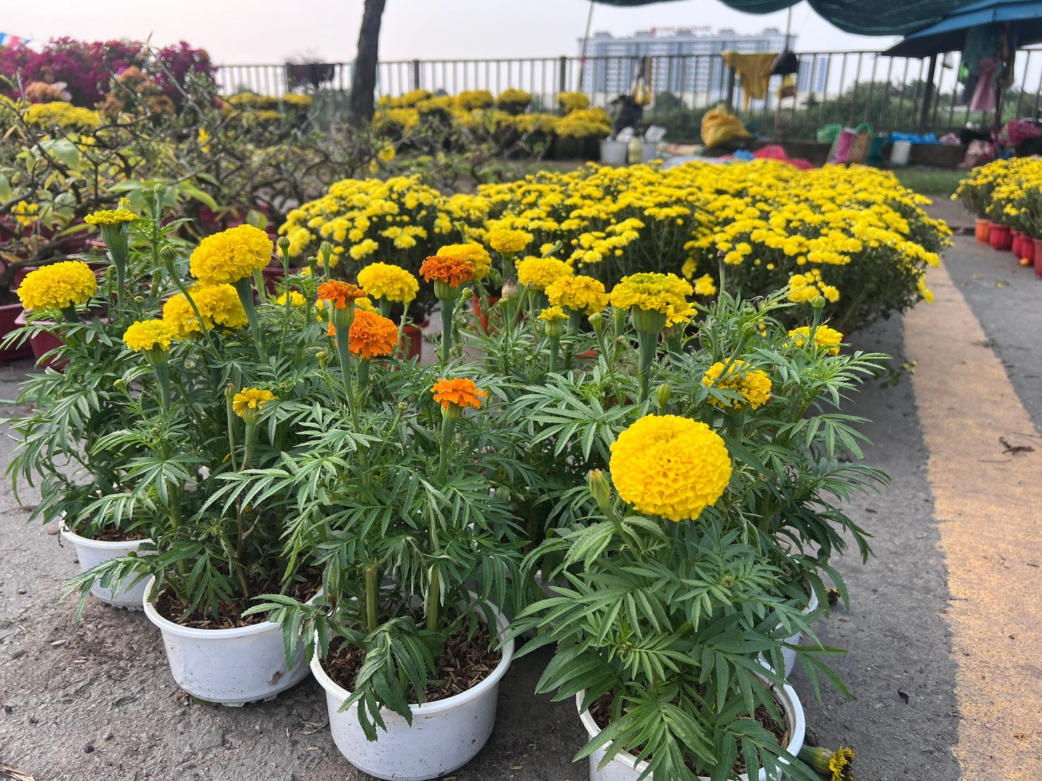 Giá rẻ khó tin: Hoa Tết chỉ 20.000 đồng/chậu ở TPHCM - 17