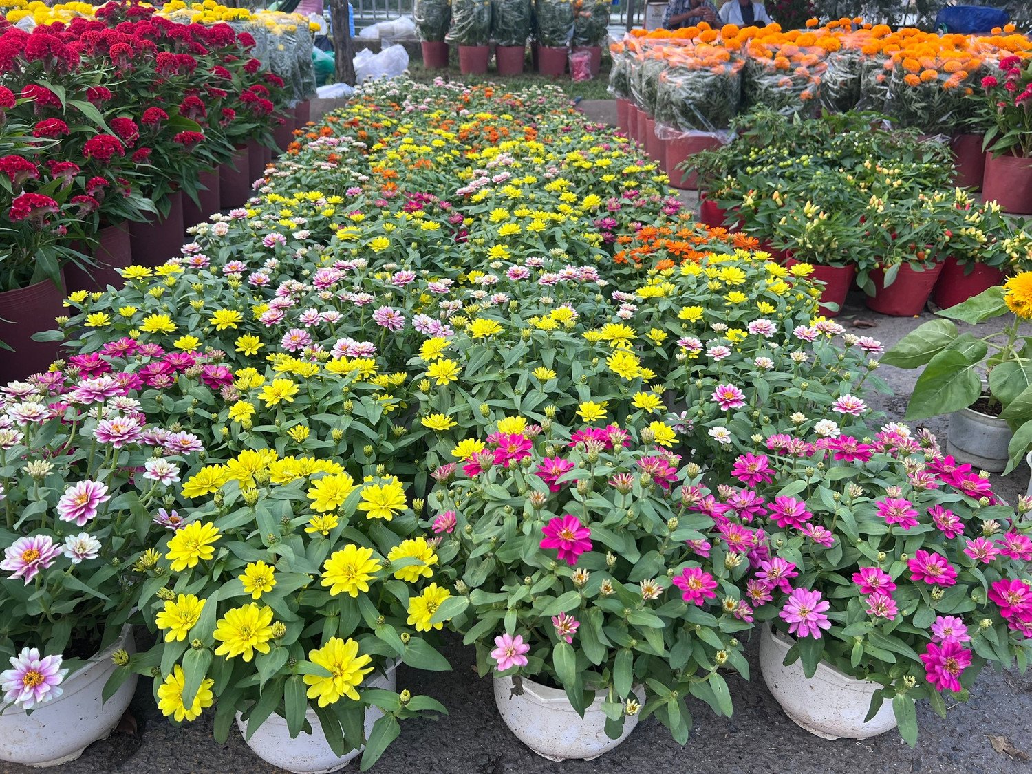 Giá rẻ khó tin: Hoa Tết chỉ 20.000 đồng/chậu ở TPHCM - 18