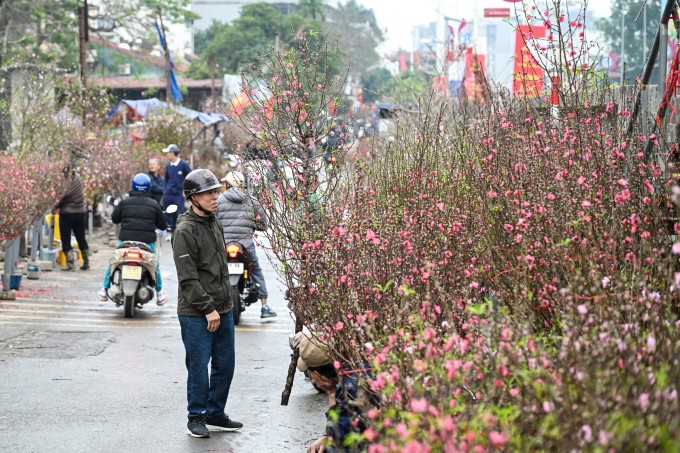 Người dân đi xem đào Tết dưới tiết trời mưa ẩm ngày 11/2. Ảnh: Giang Huy