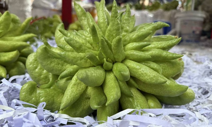 Những trái phật thủ nặng trên 2 kg tại cửa hàng ở Hà Nội. Ảnh: Nhân vật cung cấp