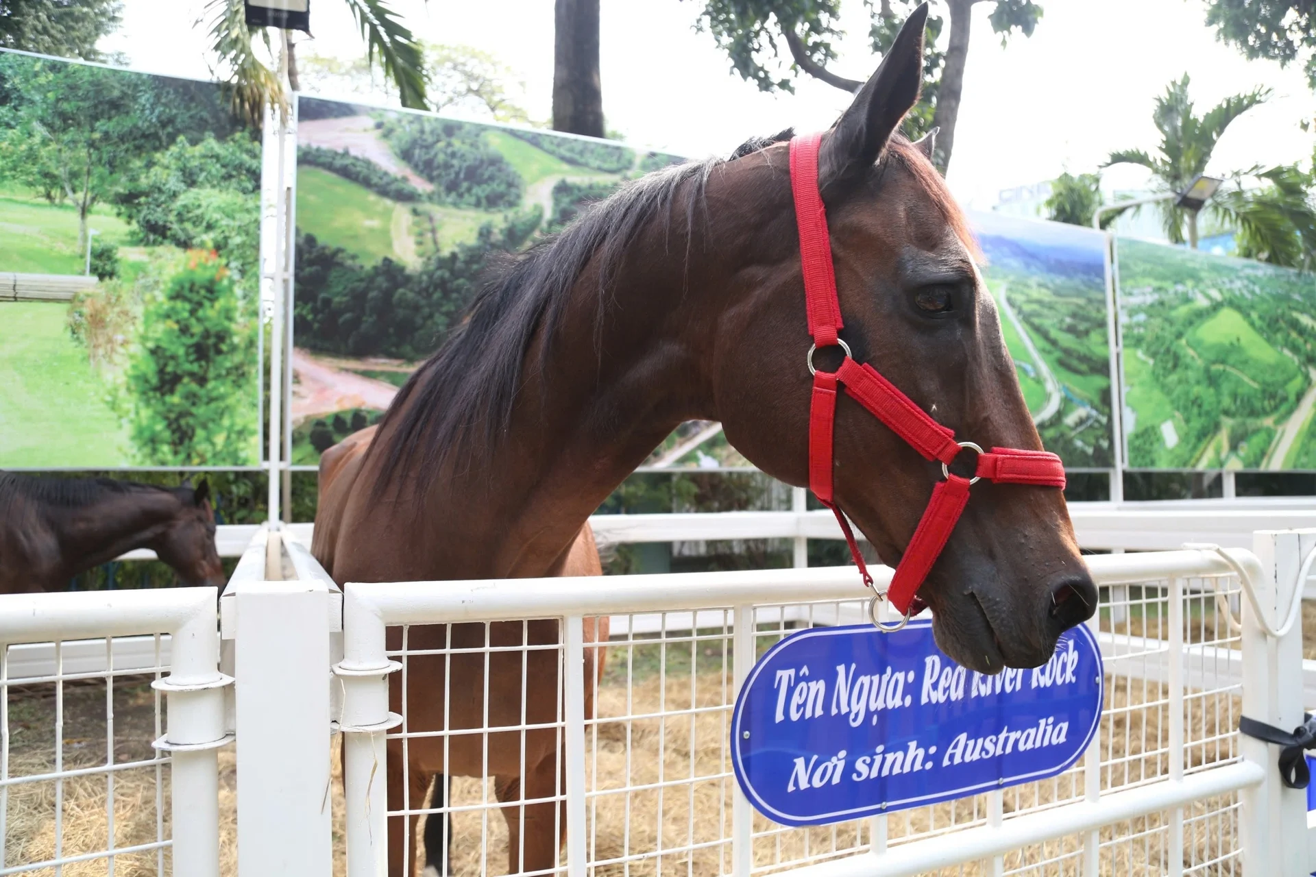 Ngựa đua sẽ tung vó sắt giữa Sài Gòn dịp Tết Bính Ngọ - 6