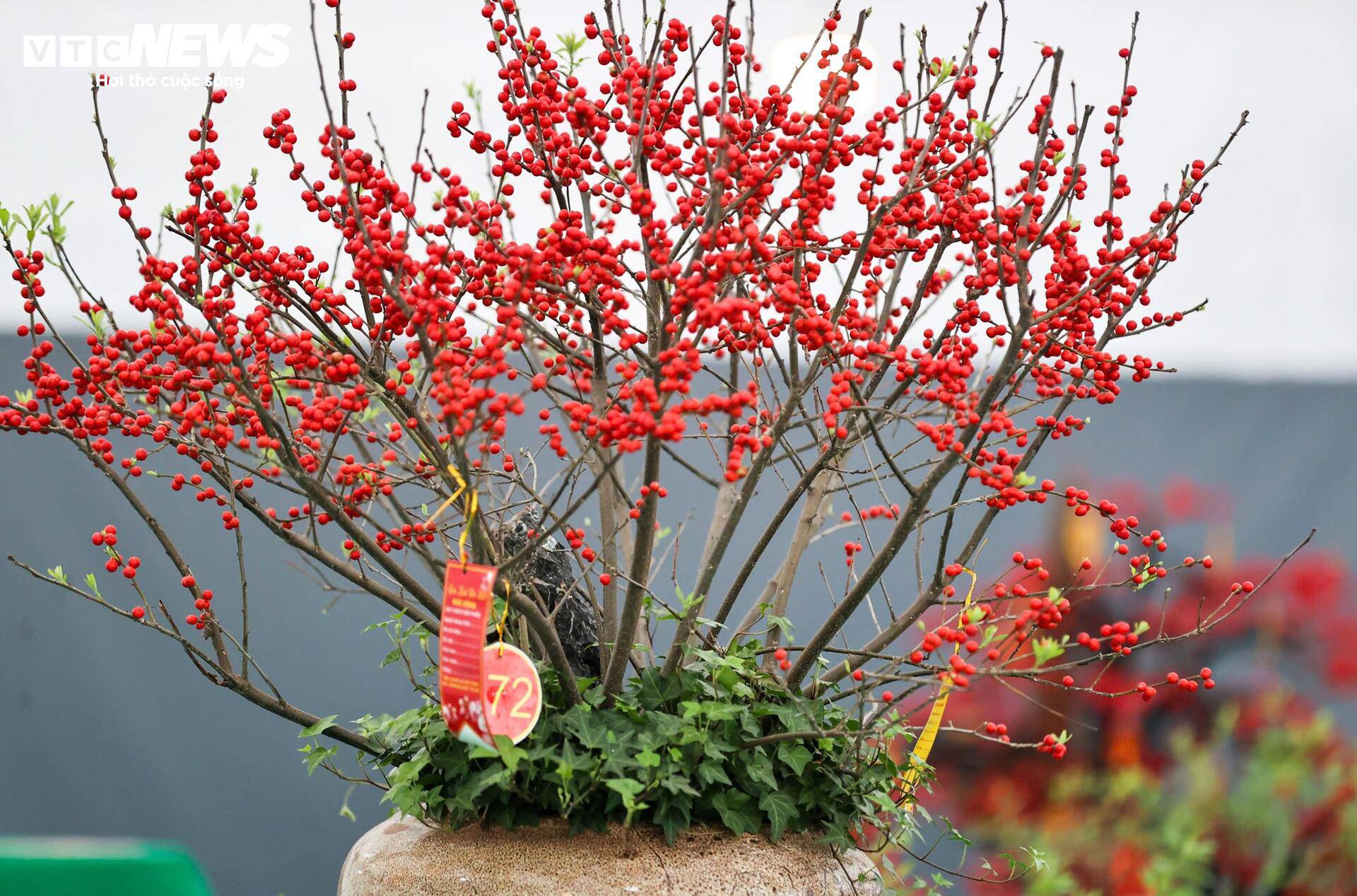 Bên cạnh các chậu cỡ lớn, cửa hàng cũng cung cấp loại nhỏ hơn, giá từ vài triệu đến vài chục triệu đồng để phục vụ nhóm khách hàng phổ thông.