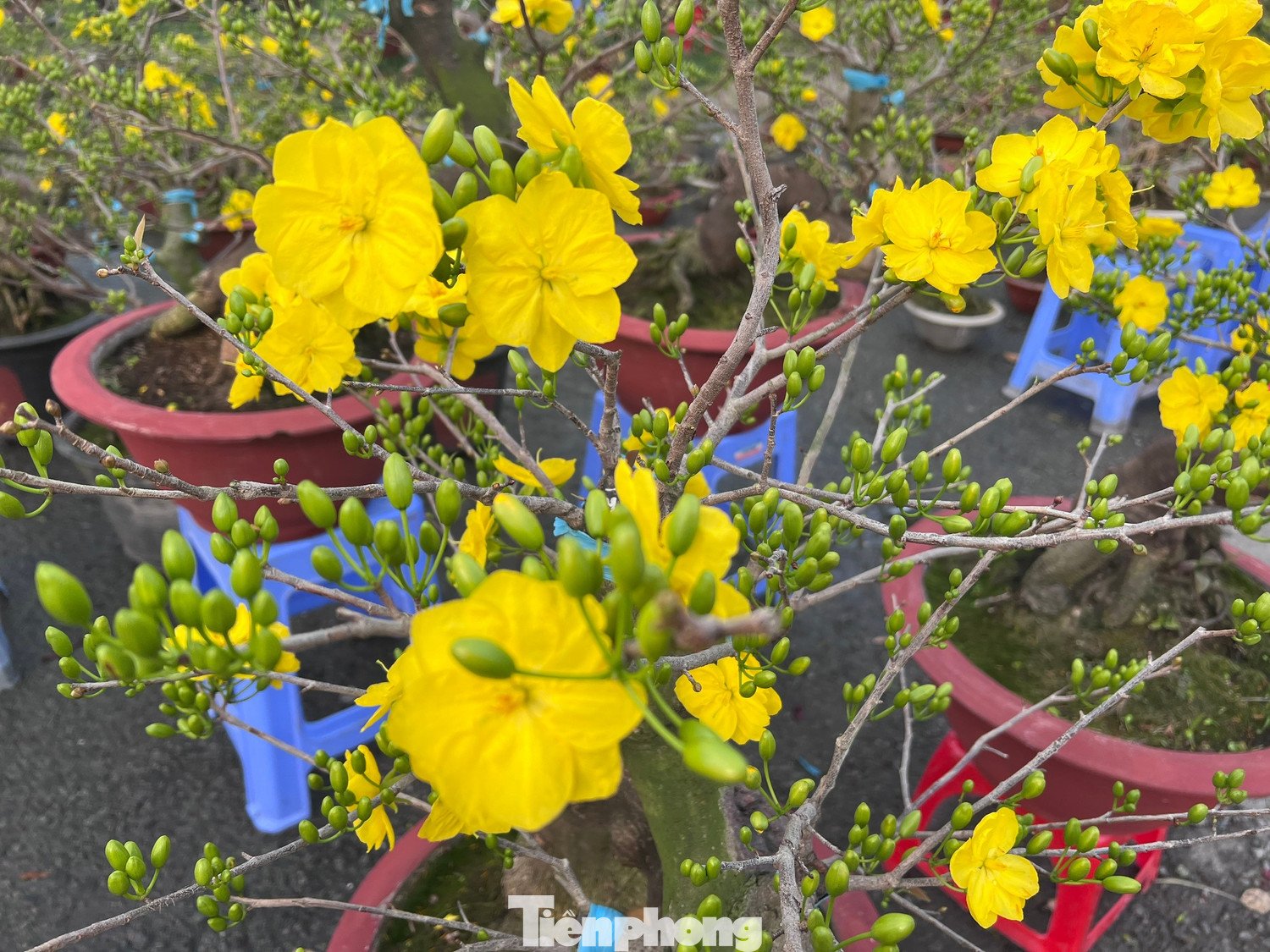 Chợ hoa xuân Bình Điền được mệnh danh là chợ hoa rẻ nhất Sài thành, bởi ở đây nhiều chậu hoa chỉ có giá 20.000 đồng. Những chậu mai mini hoa to vàng rực rỡ, tiểu thương để bảng giá 100.000 đồng, khách thoải mái lựa chọn. Khi người mua ngỏ ý muốn giảm thêm, người bán vui vẻ giảm tiếp 10.000 - 20.000 đồng/chậu.