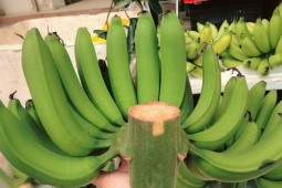 Chuối xanh bày Tết giá lên tới hơn triệu đồng