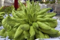 Gần triệu đồng một trái phật thủ vẫn 'cháy hàng'