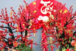 Đào đông khoe sắc đỏ rực đón Tết, giá lên đến vài trăm triệu đồng