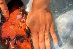 Nuôi cá lạ gì bơi dày đặc theo bầy dưới bể, một người Hậu Giang (nay là Cần Thơ) tốn ít cám mà bán lại dễ hơn bán heo?