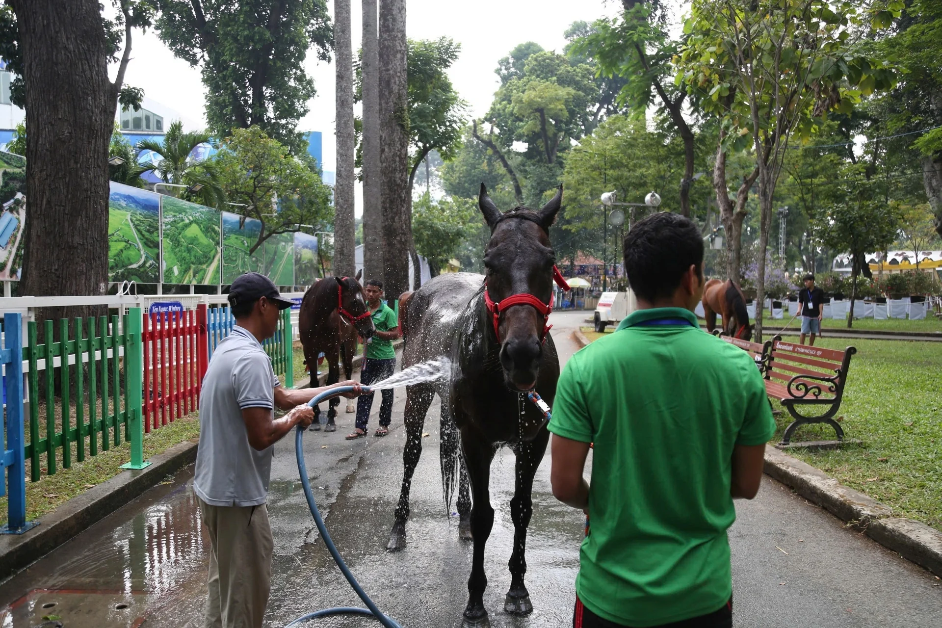 Ngựa đua sẽ tung vó sắt giữa Sài Gòn dịp Tết Bính Ngọ - 12