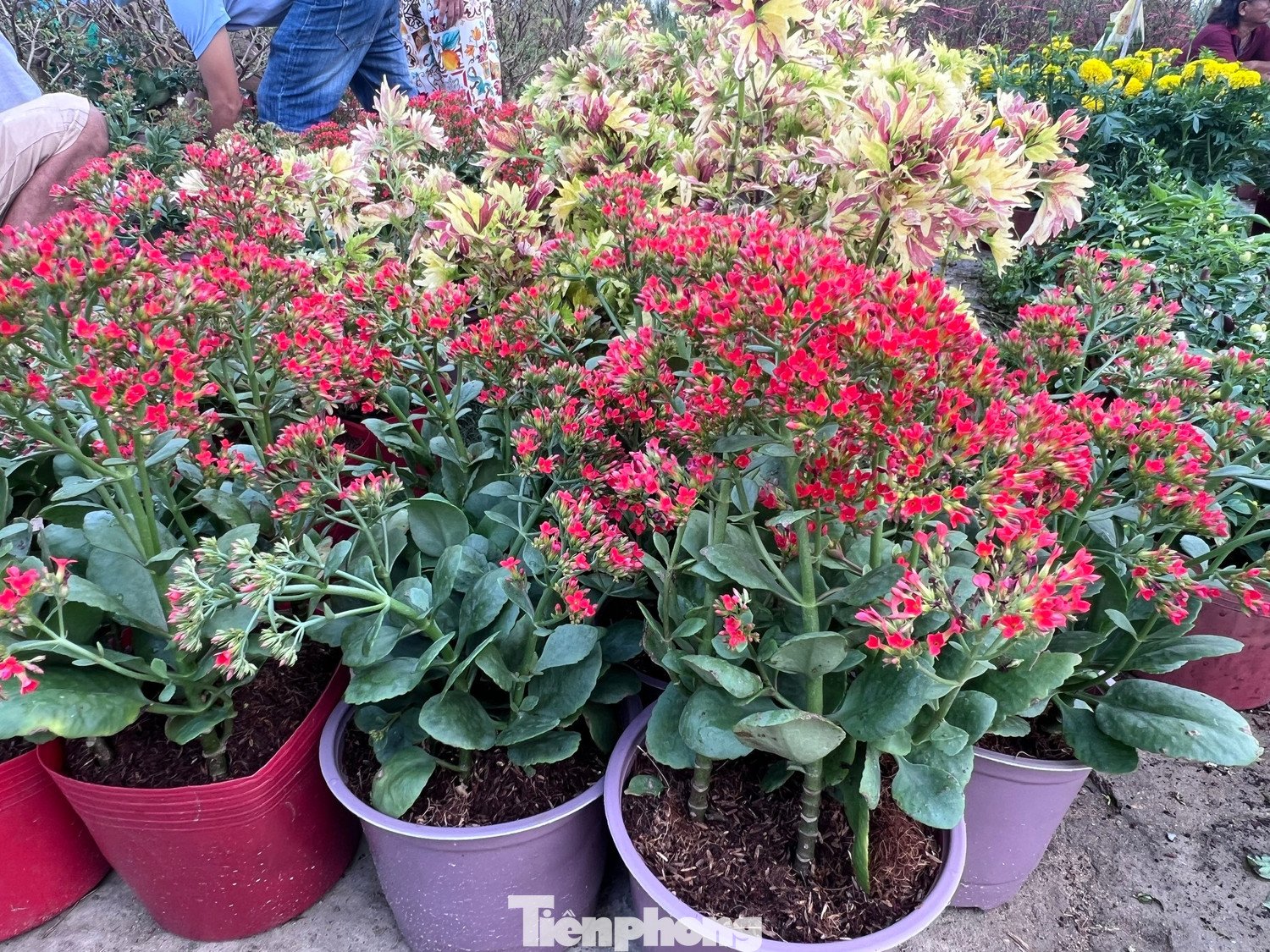 Những chậu hoa sống đời, vạn thọ rực rỡ này chỉ có giá 20.000 đồng/chậu. Khách mua bất ngờ trước mức giá nên cứ hỏi đi hỏi lại cho chắc.