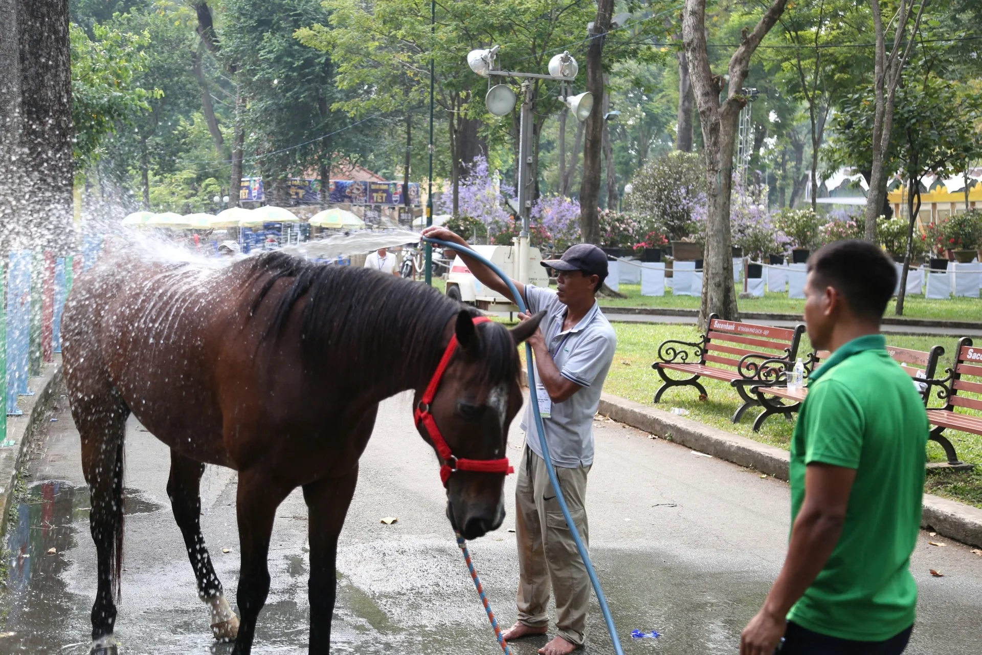 Ngựa đua sẽ tung vó sắt giữa Sài Gòn dịp Tết Bính Ngọ - 13