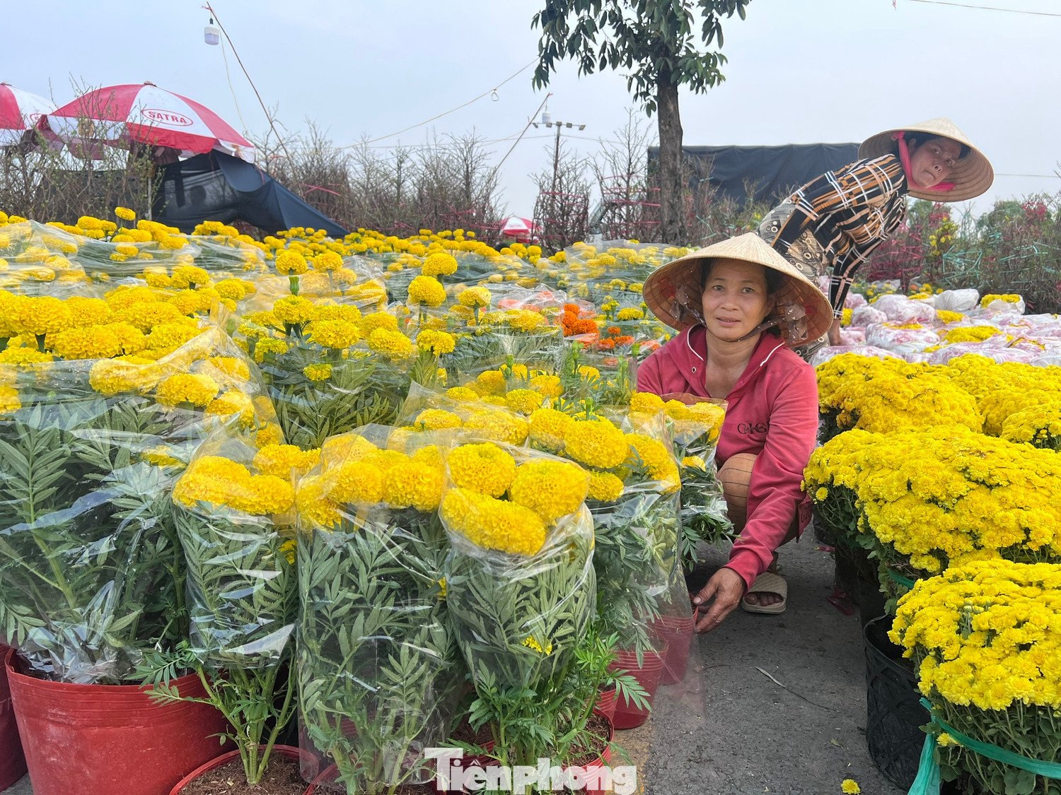 Những chậu hoa sống đời, vạn thọ rực rỡ này chỉ có giá 20.000 đồng/chậu. Khách mua bất ngờ trước mức giá nên cứ hỏi đi hỏi lại cho chắc.