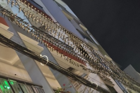 Hàng đàn chim én bay về đậu dày đặc tại trung tâm tỉnh Đồng Tháp