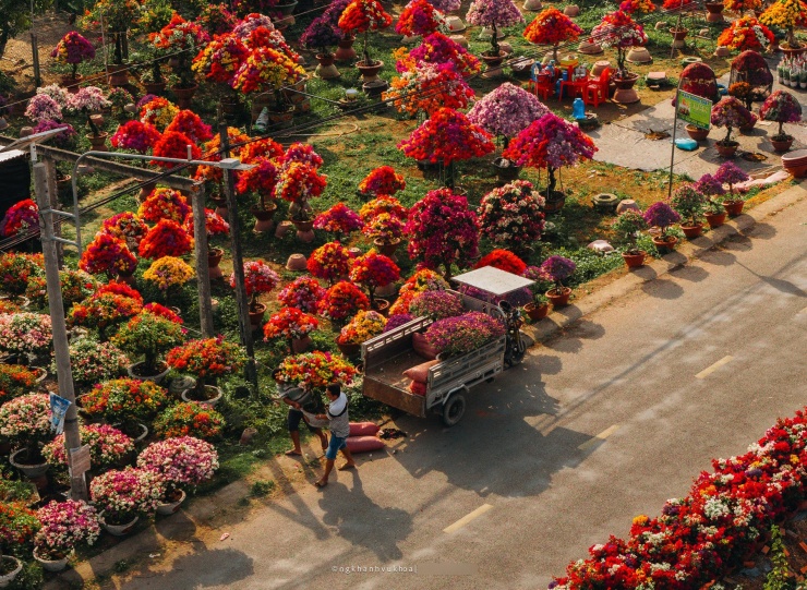 Làng hoa giấy đẹp mê ở Vĩnh Long dịp giáp Tết, khách vượt xa tới check-in - 3