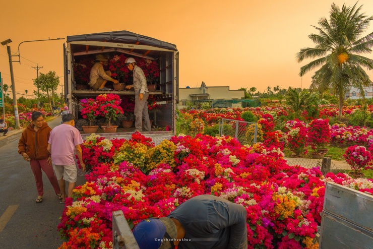 Làng hoa giấy đẹp mê ở Vĩnh Long dịp giáp Tết, khách vượt xa tới check-in - 2