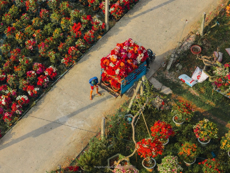 Làng hoa giấy đẹp mê ở Vĩnh Long dịp giáp Tết, khách vượt xa tới check-in - 6