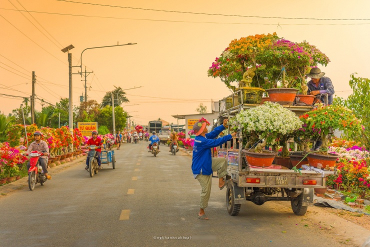 Làng hoa giấy đẹp mê ở Vĩnh Long dịp giáp Tết, khách vượt xa tới check-in - 4