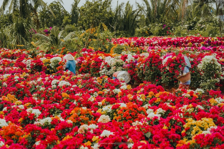 Làng hoa giấy đẹp mê ở Vĩnh Long dịp giáp Tết, khách vượt xa tới check-in - 5
