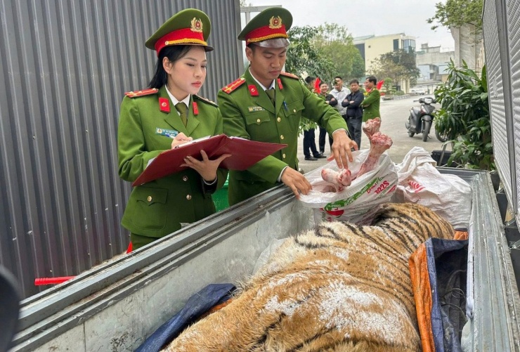 Công an kiểm tra, phát hiện cá thể hổ trong tủ dưới căn hầm bí mật.