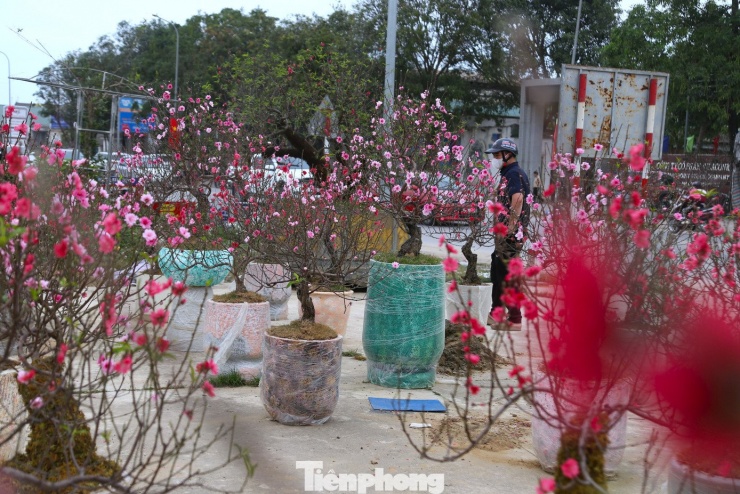 Quất sale đồng giá, đào xả kịch sàn vẫn vắng khách ngày 27 Tết - 1