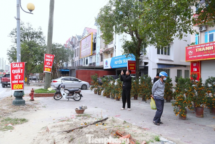 Quất sale đồng giá, đào xả kịch sàn vẫn vắng khách ngày 27 Tết - 4
