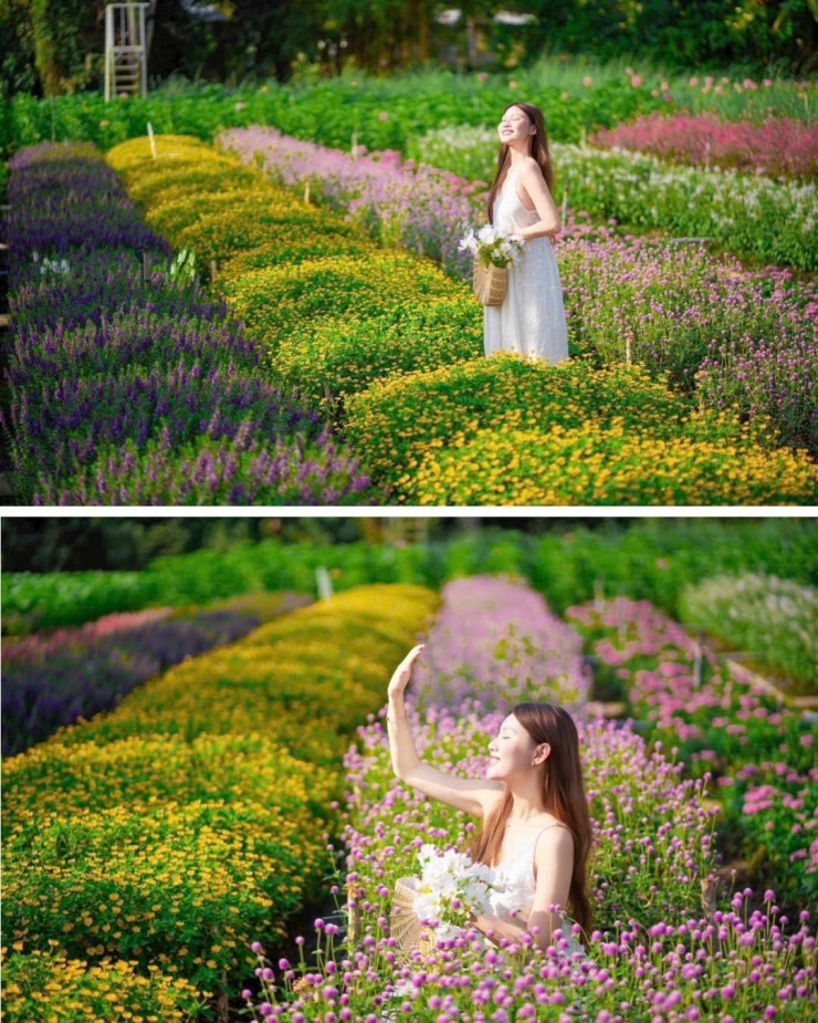 Trải nghiệm dải hoa gradient hot nhất Đồng Tháp mùa này. (Ảnh: Huỳnh Nguyễn)