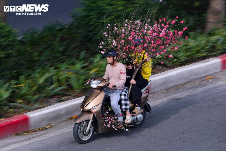 Tạm gác lại nhịp sống bận rộn, nhiều gia đình tranh thủ sắm đào, quất để trang hoàng nhà cửa, chuẩn bị cho một cái Tết ấm cúng, đủ đầy.