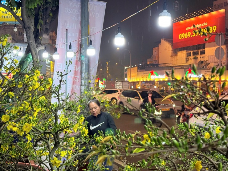 Chị Dũng bên những gốc mai vàng chở từ Củ Chi lên trung tâm thành phố