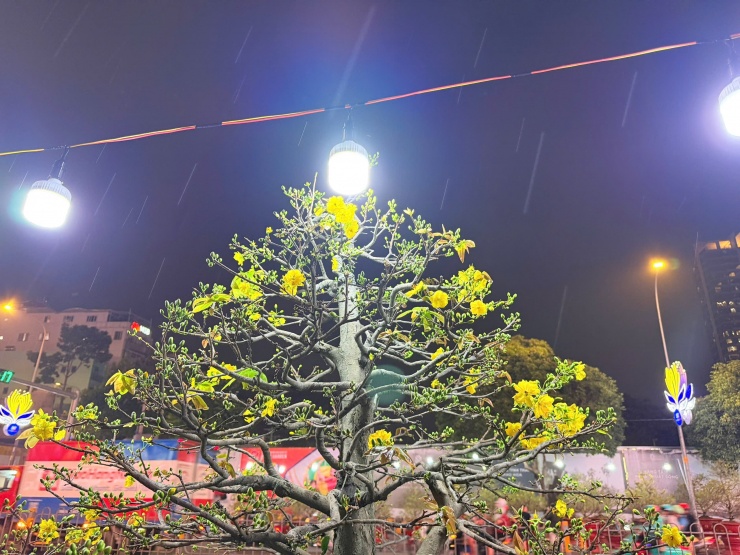 "Nghe cũng chạnh lòng nhưng mình hiểu. Ai cũng phải tính toán lại chi tiêu" - chị nói, ánh mắt vẫn dõi theo từng nụ mai.