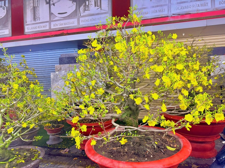 Chuyện thuê mai ngày Tết và những vui buồn ít ai thấu hiểu - 5