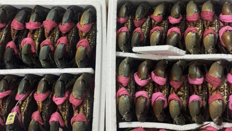 Cua Cà Mau được thương lái thu mua tận nhà với giá 1,1 triệu đồng/kg.