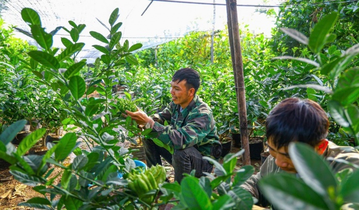 Phật thủ Tết giá đắt đỏ vẫn 'cháy' hàng - 2