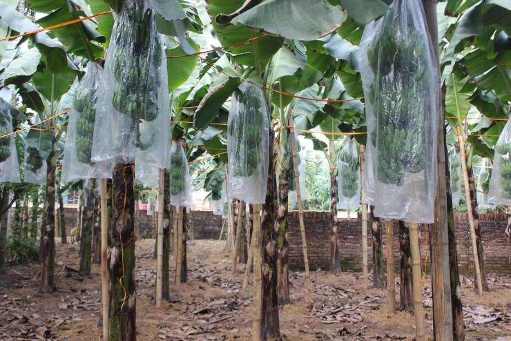 Chuối tiêu vào vụ Tết, buồng đẹp có giá tiền triệu - 2