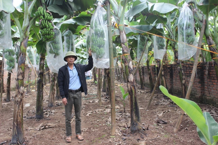 Vườn chuối tiêu của gia đình ông Nguyễn Khắc Tôn.