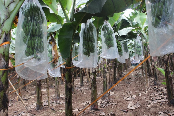 Năm nay giá chuối nhỉnh hơn so với mọi năm