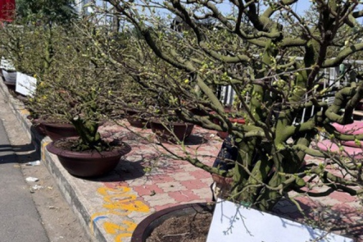 Tết này, cho thuê mai không còn “hốt bạc”