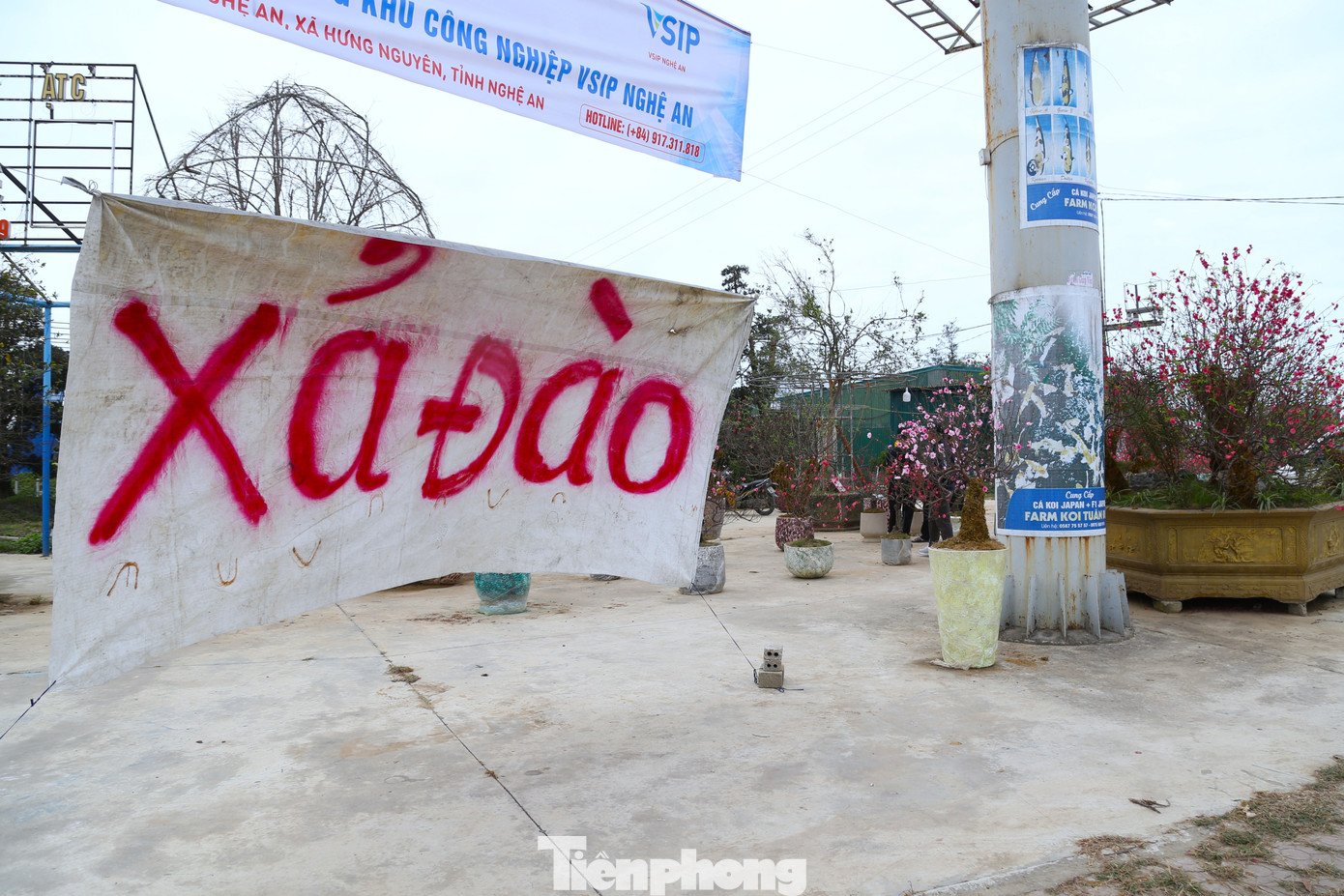 Quất sale đồng giá, đào xả kịch sàn vẫn vắng khách ngày 27 Tết - 2