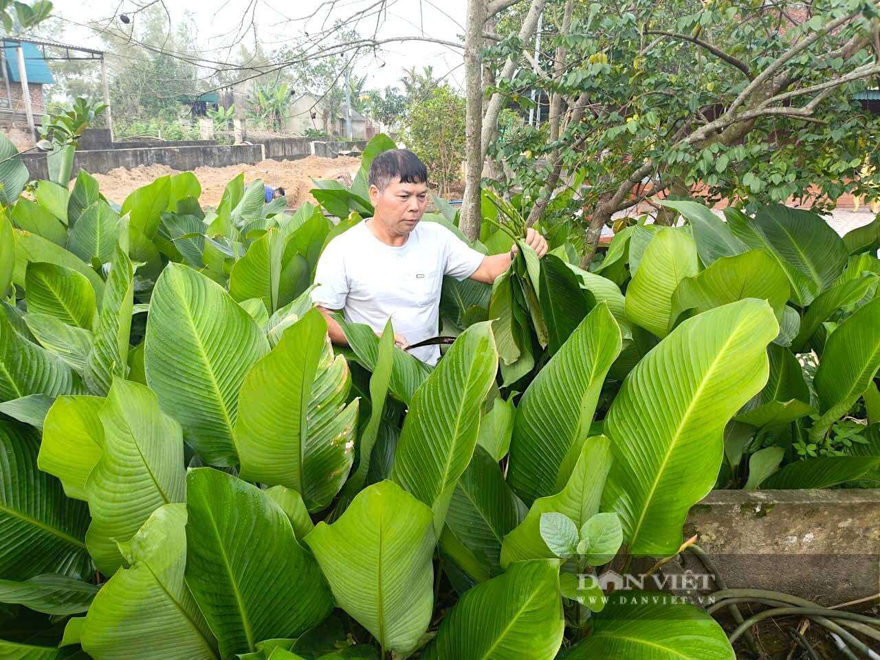 Lá dong ở thôn Vĩnh Phúc, xã Đức Quang, tỉnh Hà Tĩnh nổi tiếng nhờ độ dẻo, bền và khi luộc bánh chưng cho màu&nbsp;xanh đậm, hương thơm đặc trưng. Ảnh: PV