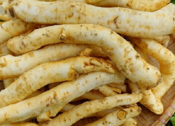 Rễ đinh lăng được ví như “nhân sâm của người nghèo” - Ảnh minh họa