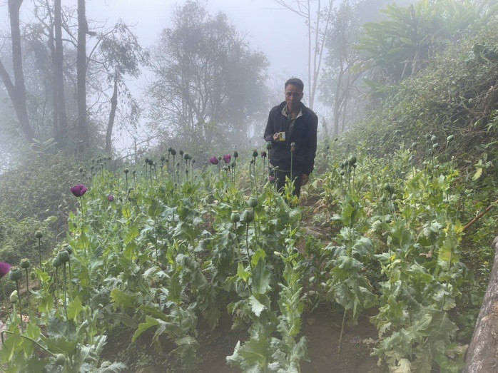 Vườn cây thuốc phiện Phàn A Đánh trồng trái phép. Ảnh: Công an cung cấp