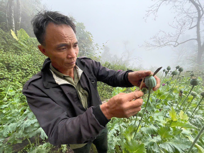 Phàn A Đánh lấy nhựa từ cây thuốc phiện. Ảnh: Công an cung cấp