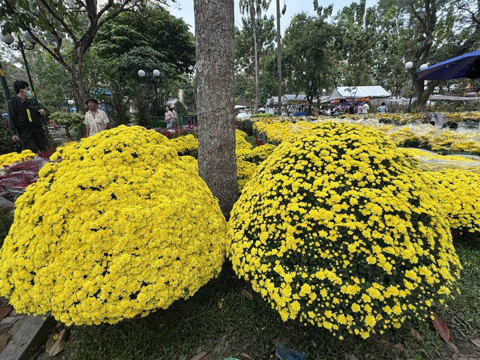 Cặp cúc mâm xôi khổng lồ