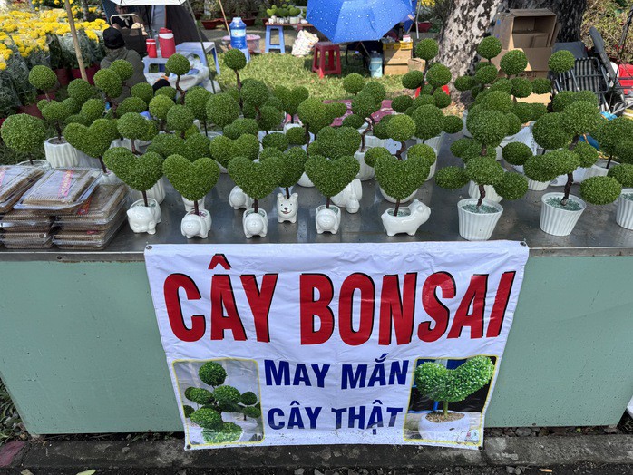 Bonsai "may mắn"