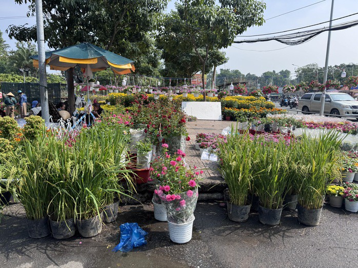 Lúa chín có giá bán 100.000 đồng/chậu