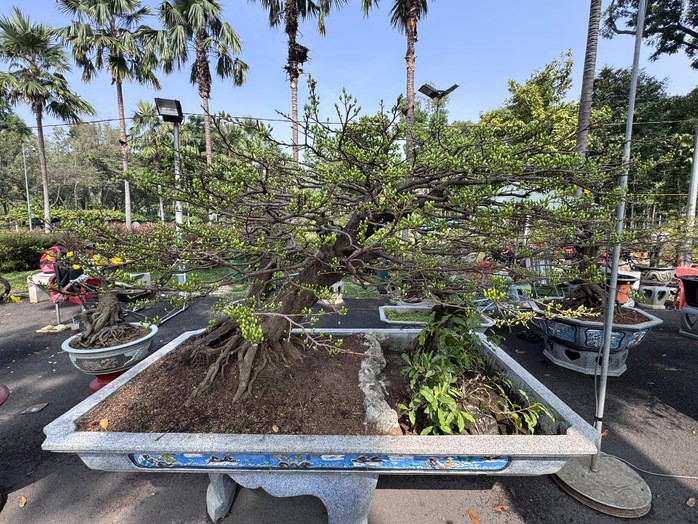 Chậu mai có giá bán gần 1 tỉ đồng