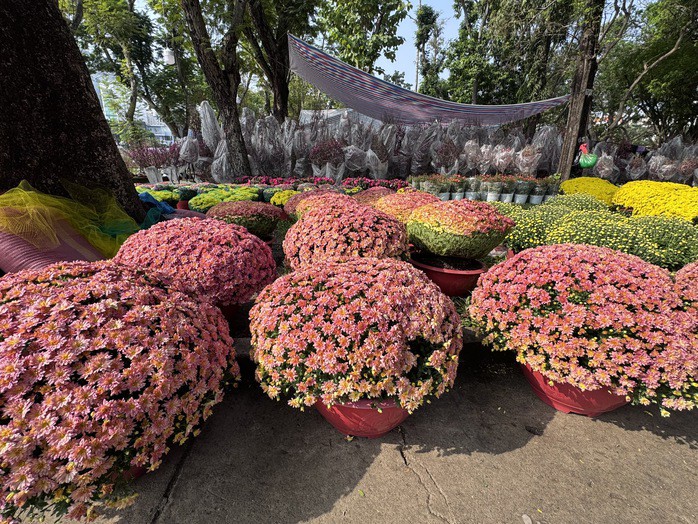 Cúc Hà Lan giống mới