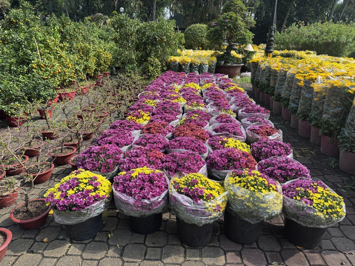 Cúc song hỷ hai màu