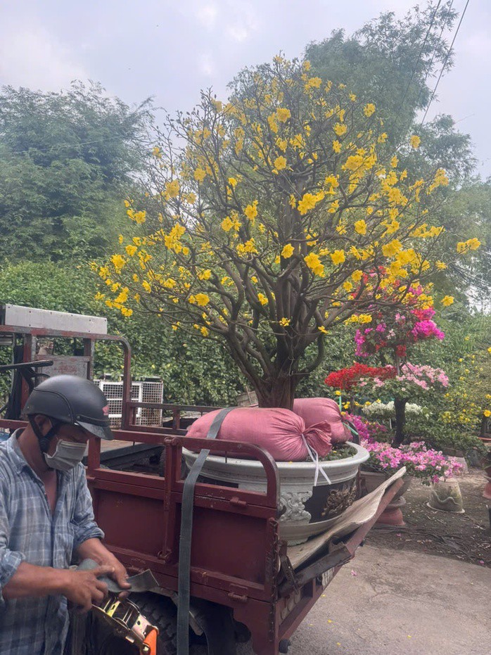 Chậu mai trị giá hàng chục triệu đồng được chủ vườn mang cho thuê